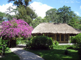 Bouganvillia and cabana at Chan Chich