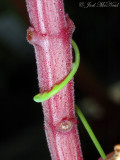 <i>Cassytha filiformis</i> haustoria