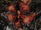 Pink Sundew: <i>Drosera capillaris</i>