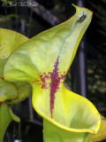 <i>Sarracenia flava</i> about to eat