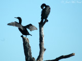 Double-crested Cormorants: <i>Phalacrocorax auritus</i>