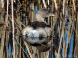 Pied-billed Grebe: <i>Podilymbus podiceps</i>