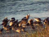 Long-billed Curlew (with American Avocets, etc.)