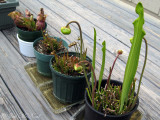 Pitcher plants in bud