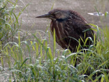GA State Botanical Garden American Bittern: April 2010