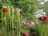 <i>Sarracenia flava, leucophylla, rosea,</i> & <i>rubra</i>