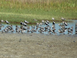 Semipalmated Plovers (front), Dunlin, and Black-bellied Plovers