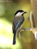 Carolina Chickadee