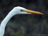 Great Egret