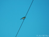 (horrible photo of a) Loggerhead Shrike