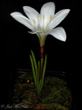 Atamasco Lily: (<i>Zephyranthes atamasca</i>)