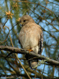 Red-shouldered Hawk