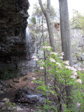 Keown Falls with Pinxterboom Azalea