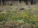 Yellow Sunnybell: <i>Schoenolirion croceum</i>