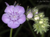 Spotted Phacelia: <i>Phacelia maculata</i>
