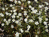One-flowered Stitchwort: <i>Minuartia uniflora</i>