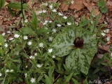 Giant Chickweed (<i>Stellaria pubera</i>) and Whip-poor-will Flower (<i>Trillium cuneatum</i>)