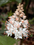 Foamflower: <i>Tiarella cordifolia</i>