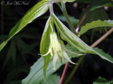 Yellow Mandarin: <i>Disporum lanuginosum</i>