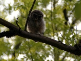 baby Barred Owl