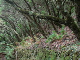 Madeira2003-214.jpg