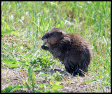 Muskrat