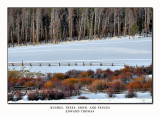 Bushes, Trees, Snow, and Fences