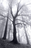 Tree, Mt. Tabor, Oregon