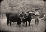 Farmer with yoke of oxen near the Schulz Farm.