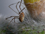 aangepJenny2.jpeg.jpg