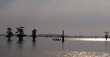 Caddo Lake