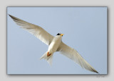 Royal Tern