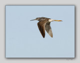 Greater Yellowlegs