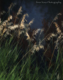 grasses at sunset