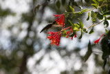 Ruby Throated Hummingbird