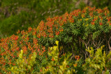 Monemvasia Wildflowers