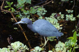 Little Blue Heron