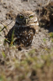 burrowing owl