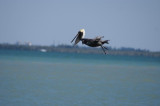 Brown Pelican