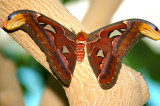 Butterflies and Dragonflies