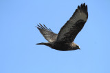 Hawks