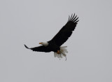Eagles