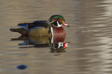 Wood Duck