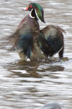 Wood Duck