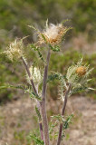 Thistle?