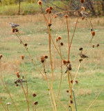 Flock of pine siskins