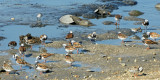 Mostly Ruddy Turnstones eating the eggs the horseshoe crabs laid. crabs up near top center of photo.