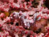 Pygmee Zeepaardje1.JPG