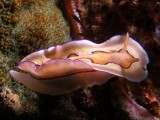 Chromodoris koi1.JPG