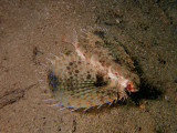 Flying Gurnard1.JPG